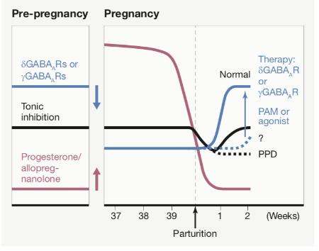 Figure 1 Figure from Mody (2019) describing the differences in GABAA receptor expression, tonic inhibition, and progesterone/allopregnanolone levels before and during pregnancy.